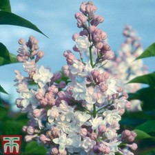 Lilac Tree Hardy Garden Shrub Plant 'Beauty of Moscow' 9cm Nursery Pot Plant T&M