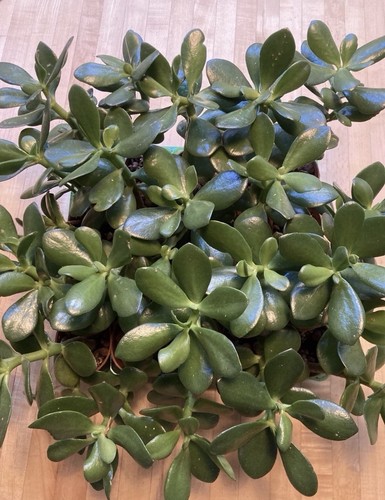 Jade plant crassula potted - potted, w/