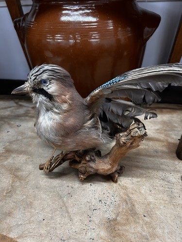 Eurasian jay garrulus - jay, (garrulus