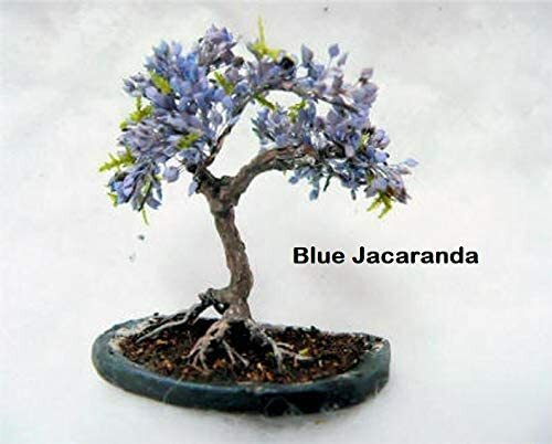 Types flowering bonsai - 3,