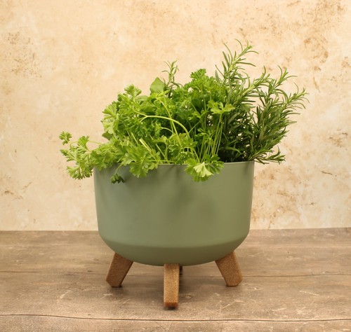 Plant pot colourful decorative - plant,