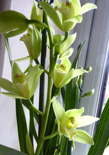 Cymbidium Orchid Mini Pale