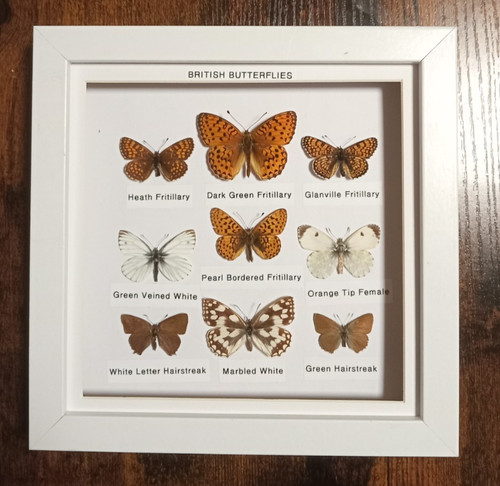 Taxidermy real framed - real, british