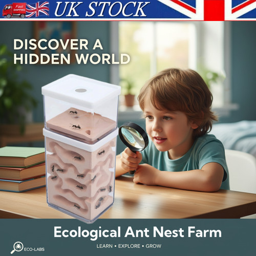 Ant house farm - ant,