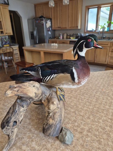Captive raised wood - captive,