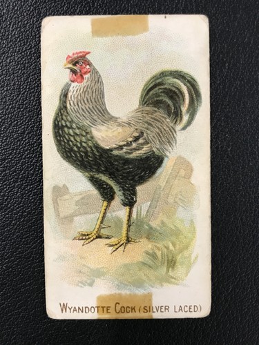 N20 prize and - game, chickens
