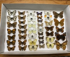 A COLLECTION OF 43 BRITISH &