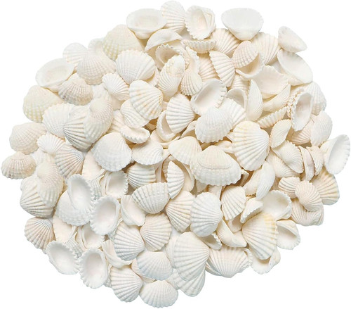 Small tiny sea shells - small,