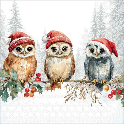 Wise christmas owls winter - owls,