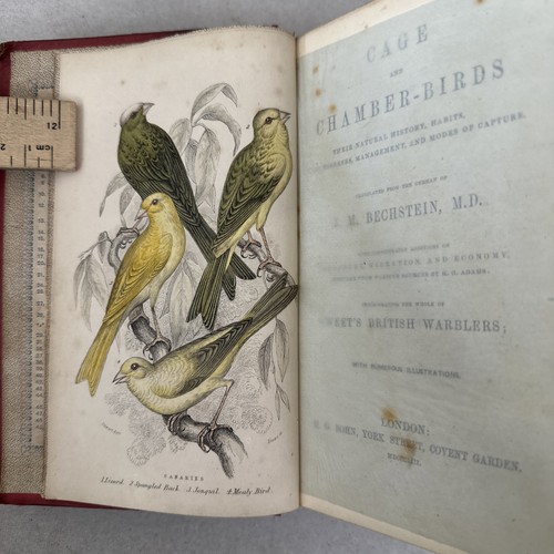 Cage and chamber birds - and,