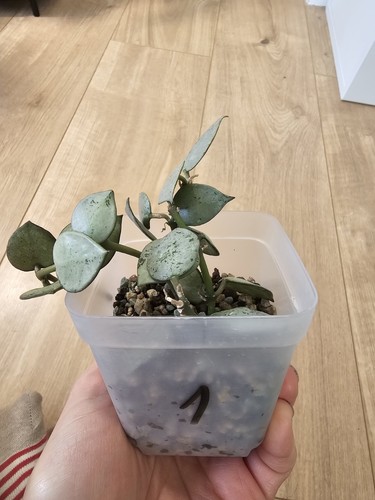 Hoya lacunosa super - lacunosa, ‘super