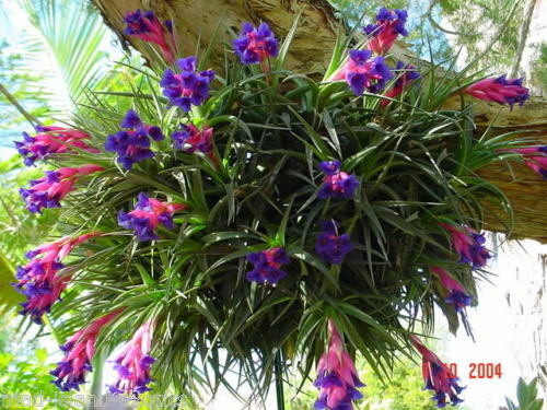 Tillandsia aeranthos rare - tillandsia,