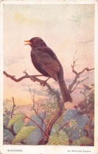 POSTCARD - BLACKBIRD -