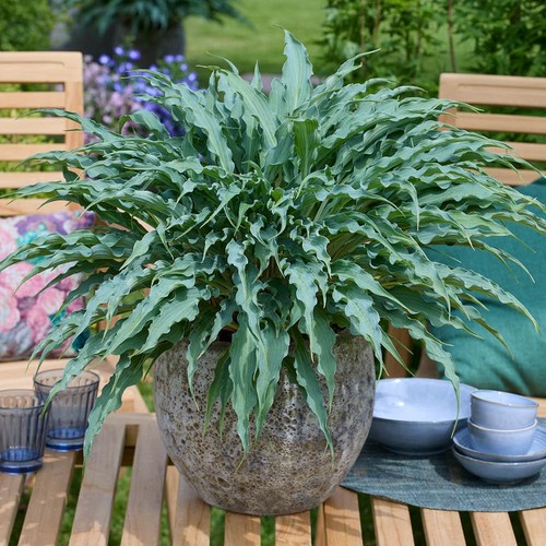 Shade plant hosta - shade, plant,