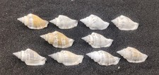 10 x Strombus Urceus Bear