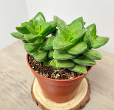 Crassula ‘Springtime’ – Flowering Succulent in 8.5cm Pot, Cactus, Houseplant