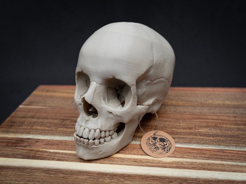 Life size human skull replica - human,
