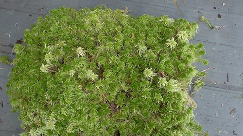 Live sphagnum moss - moss, for