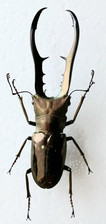 Cyclommatus Metallifer Stag Bronze Beetle Set x1 A1 Entomology 70mm+.