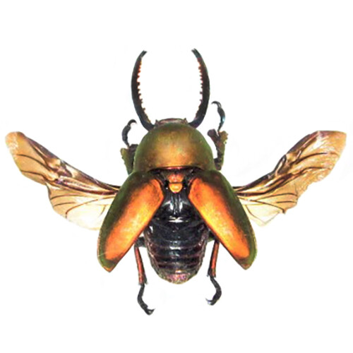 Lamprima adolphinae red form - red,
