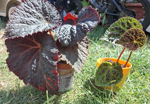Begonias plants bundle - bundle, of