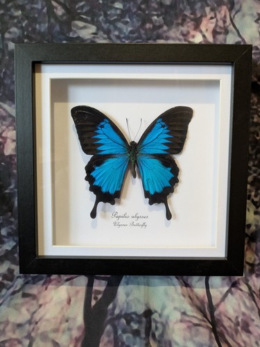 Ulysses butterfly papilio - butterfly, (papilio