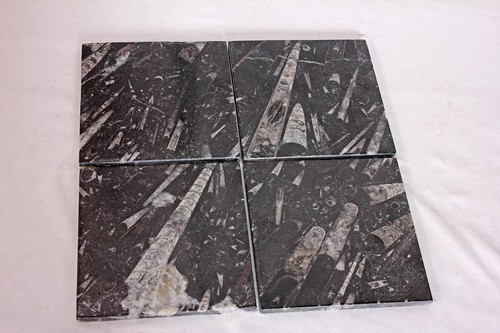 Orthoceras fossil tiles - orthoceras,