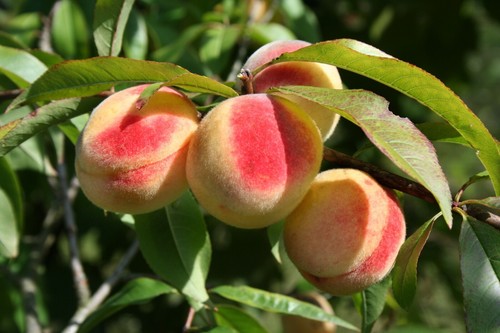 Prunus persica peach - 5,