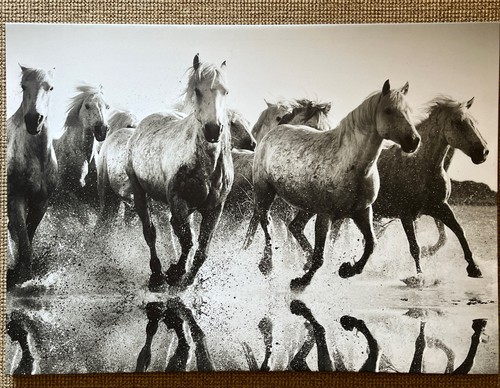 Ikea horses equine wall art - equine,