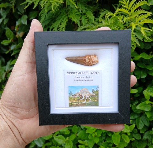 Fossil spinosaur tooth - fossil,