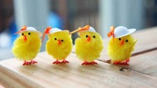 Easter chicks small - chicks, medium