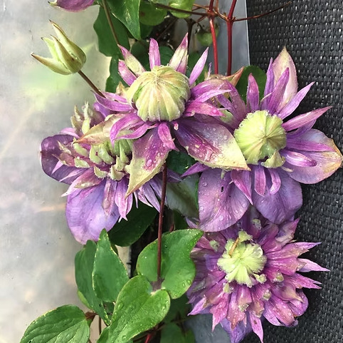 Clematis florida taiga - florida,