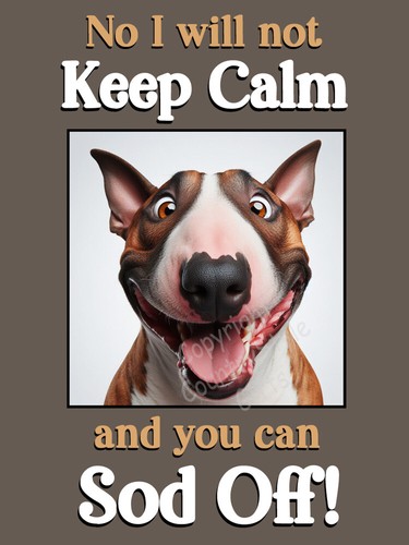 English bull terrier dog - dog, funny
