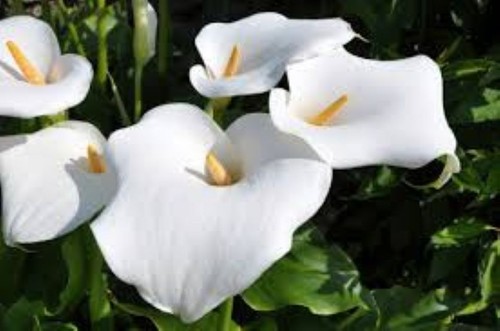 Zantedeschia aethiopica - 25,