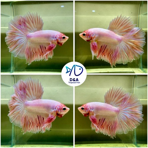Live betta fish premium - fish,