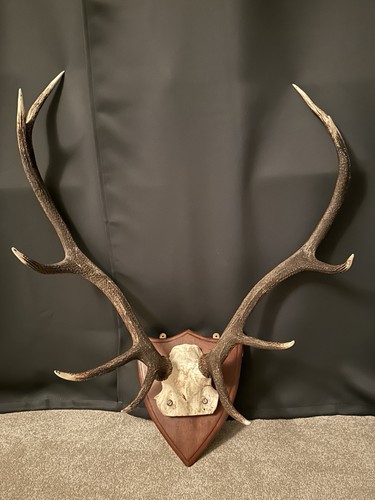 Large vintage red deer - vintage,