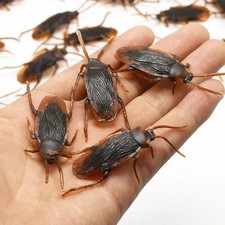 Fake plastic cockroaches - plastic,