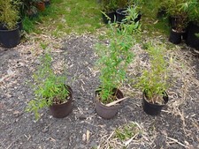 Mixed Fargesia Clumping Bamboo