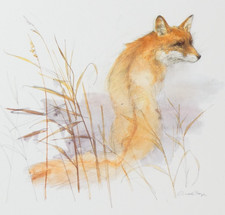 Red Fox Art Print Mads Stage Wildlife Illustration Natural History Unframed
