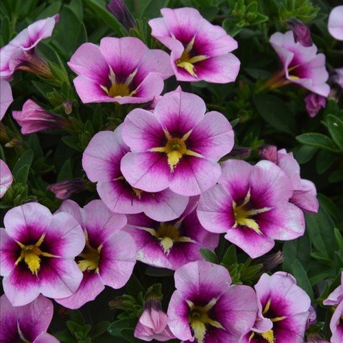 Calibrachoa plug plants - , orchid