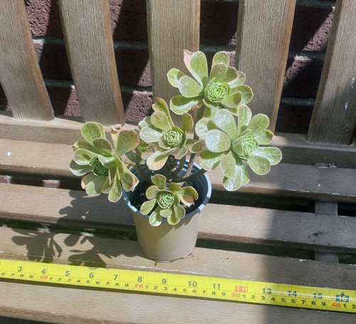 Aeonium holospathulatum young - aeonium,