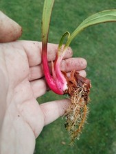 Sarracenia Leviathan 