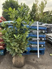 10x 3-4ft INSTANT Hedge Cherry