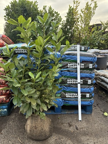 10x 4ft instant hedge cherry - hedge,