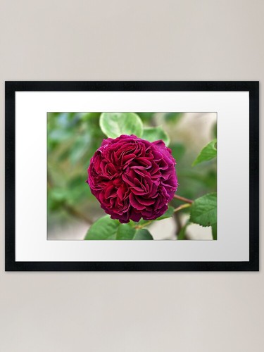 Magenta pink falstaff rose - magenta,