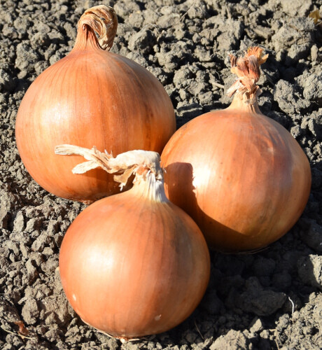 White onion plug - onion,