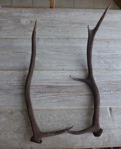 Pair sika deer - pair, of