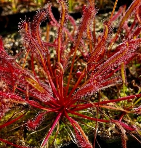 Drosera capensis cape all - capensis, red