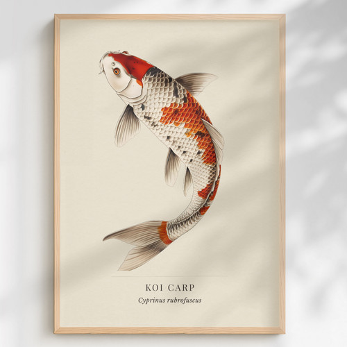 Koi carp print cyprinus - koi,