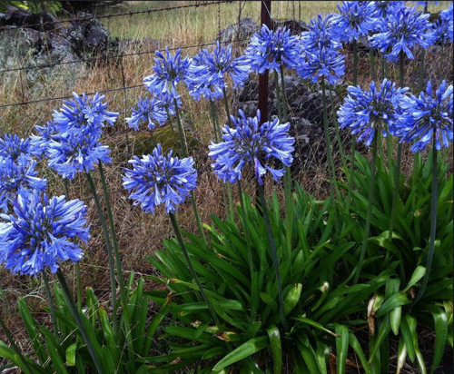 Agapanthus africanus blue - x,